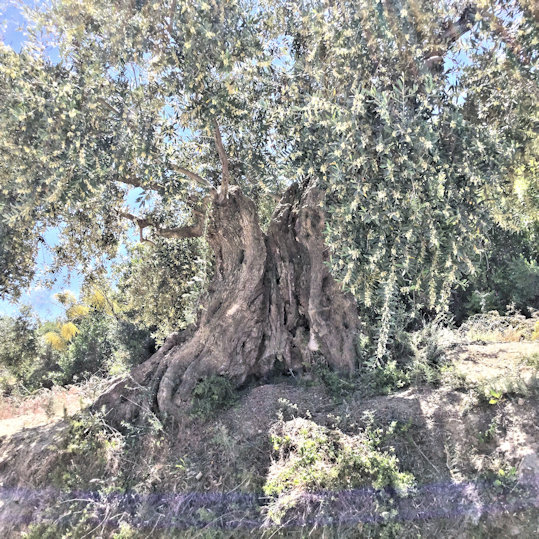  Ancient Olive tree photograph